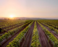Ideal conditions: a wine grapes field in San Joaquin Valley in California.