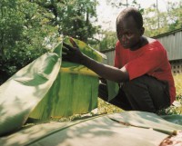 Cocoa that has not been dried or only dried briefly has very green, astringent notes.