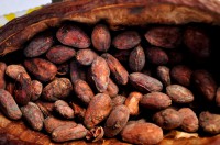 Five research groups are out to unlock the sensory development of raw cocoa.
