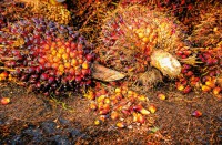 Palmöl wird aus dem Fleisch der Früchte der Ölpalme gewonnen.
