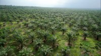 Oil palms as far as the eye can see – FONAP now seeks to achieve sustainable agricultural practice in this regard.

