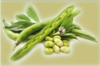 The seeds of the guar bean are dried and processed to guar gum (E 412). This is used in food and beverages as additive in order
to change the viscosity or as fiber source.



