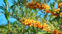 The main harvest time for sea buckthorn
runs from August to October. (Images: Christine
Berger)